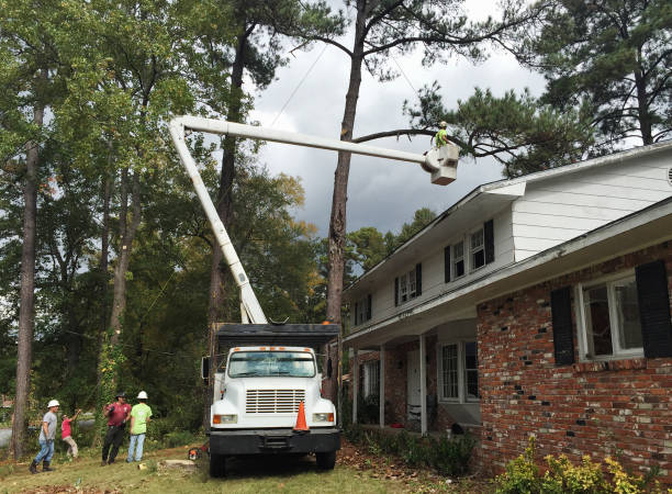 Grass Overseeding in Ellisburg, NJ